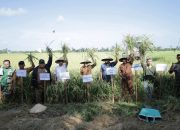 Wabup Ketapang Panen Raya Padi di Sungai Awan Kanan, Tegaskan Komitmen Dukung Swasembada Pangan